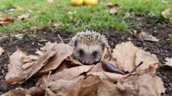Attirez les hérissons et éloignez les limaces : le geste incontournable de l’automne au jardin !