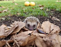 Attirez les hérissons et éloignez les limaces : le geste incontournable de l’automne au jardin !